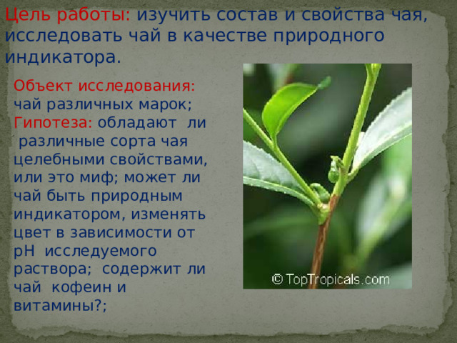 Цель работы:  изучить состав и свойства чая, исследовать чай в качестве природного индикатора. Объект исследования: чай различных марок; Гипотеза: обладают ли различные сорта чая целебными свойствами, или это миф; может ли чай быть природным индикатором, изменять цвет в зависимости от рН исследуемого раствора; содержит ли чай кофеин и витамины?; 