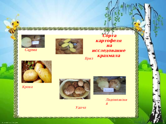  Сорта картофеля  на исследование крахмала . Сарма Бриз Крона Ладонежский Удача 