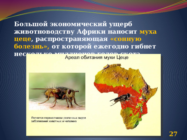 Большой экономический ущерб животноводству Африки наносит муха цеце , распространяющая «сонную болезнь», от которой ежегодно гибнет несколько миллионов голов скота  