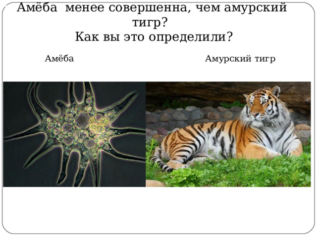 Амёба менее совершенна, чем амурский тигр?  Как вы это определили? Амёба Амурский тигр 