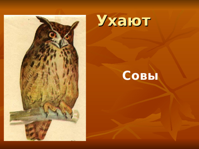 Ухают Совы 