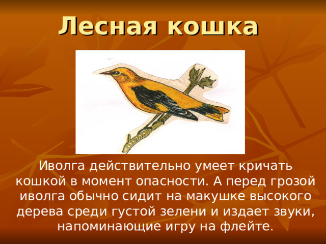 Лесная кошка Иволга действительно умеет кричать кошкой в момент опасности. А перед грозой иволга обычно сидит на макушке высокого дерева среди густой зелени и издает звуки, напоминающие игру на флейте. 