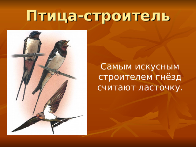 Птица-строитель Самым искусным строителем гнёзд считают ласточку. 