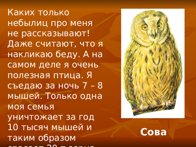 Каких только небылиц про меня не рассказывают! Даже считают, что я накликаю беду. А на самом деле я очень полезная птица. Я съедаю за ночь 7 – 8 мышей. Только одна моя семья уничтожает за год 10 тысяч мышей и таким образом спасает 20 т зерна. Сова 