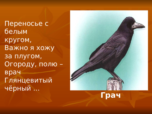  Переносье с белым кругом, Важно я хожу за плугом, Огороду, полю – врач Глянцевитый чёрный … Грач 