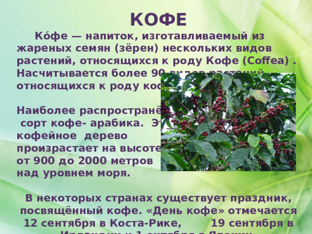 КОФЕ  Ко́фе — напиток, изготавливаемый из жареных семян (зёрен) нескольких видов растений, относящихся к роду Кофе (Coffea) . Насчитывается более 90 видов растений, относящихся к роду кофе.  Наиболее распространённый  сорт кофе- арабика. Это кофейное дерево произрастает на высоте от 900 до 2000 метров над уровнем моря.  В некоторых странах существует праздник, посвящённый кофе. «День кофе» отмечается 12 сентября в Коста-Рике, 19 сентября в Ирландии и 1 октября в Японии.  