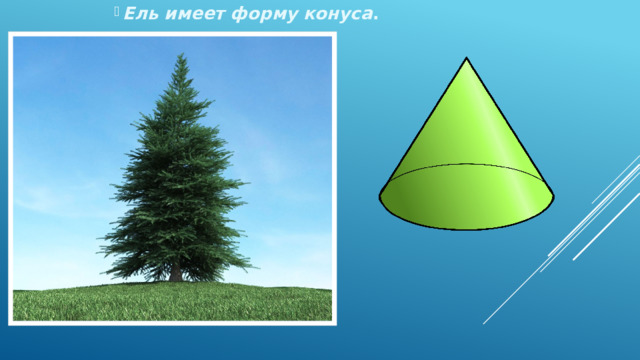 Ель имеет форму конуса . Ель имеет форму конуса . Ель имеет форму конуса . Ель имеет форму конуса . Ель имеет форму конуса . 