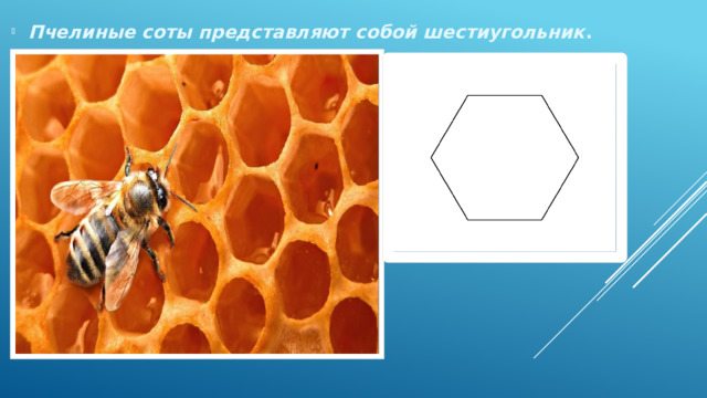  Пчелиные соты представляют собой шестиугольник . 