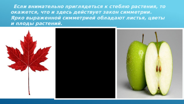  Если внимательно приглядеться к стеблю растения, то окажется, что и здесь действует закон симметрии. Ярко выраженной симметрией обладают листья, цветы и плоды растений. 