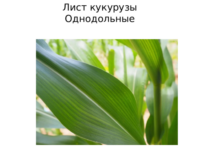 Лист кукурузы  Однодольные 