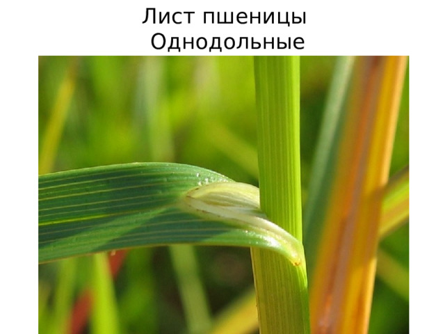 Лист пшеницы  Однодольные 