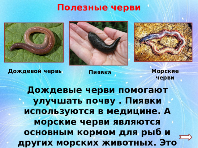 Полезные черви Дождевой червь Морские черви Пиявка Дождевые черви помогают улучшать почву . Пиявки используются в медицине. А морские черви являются основным кормом для рыб и других морских животных. Это полезные черви. 