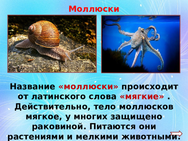 Моллюски Название «моллюски» происходит от латинского слова «мягкие» . Действительно, тело моллюсков мягкое, у многих защищено раковиной. Питаются они растениями и мелкими животными. 