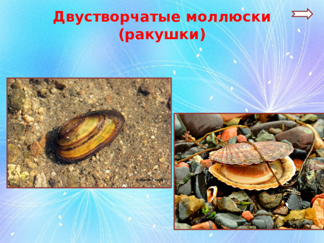 Двустворчатые моллюски (ракушки) 