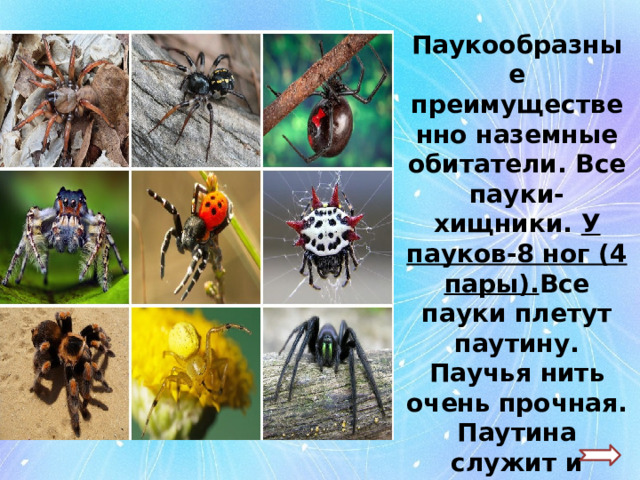 Паукообразные преимущественно наземные обитатели. Все пауки-хищники. У пауков-8 ног (4 пары). Все пауки плетут паутину. Паучья нить очень прочная. Паутина служит и домом, и местом для охоты . 