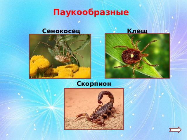 Паукообразные Клещ Сенокосец Скорпион 