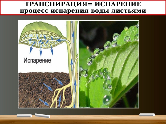 ТРАНСПИРАЦИЯ= ИСПАРЕНИЕ  процесс испарения воды листьями 