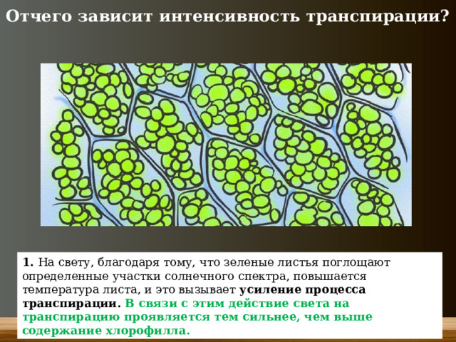 Отчего зависит интенсивность транспирации? 1. На свету, благодаря тому, что зеленые листья поглощают определенные участки солнечного спектра, повышается температура листа, и это вызывает усиление процесса транспирации. В связи с этим действие света на транспирацию проявляется тем сильнее, чем выше содержание хлорофилла. 