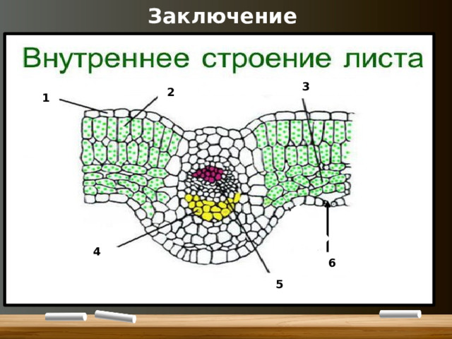 Схема внутреннего строения листа