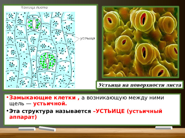 Устьица на поверхности листа Замыкающие клетки , а возникающую между ними щель —  устьичной. Эта структура называется –УСТЬИЦЕ (устьичный аппарат) 