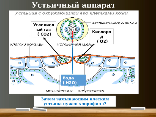 Устьичный аппарат Углекислый газ  ( СО2) Кислород  ( О2) Вода ( Н2O) Зачем замыкающим клеткам устьица нужен хлорофилл? 