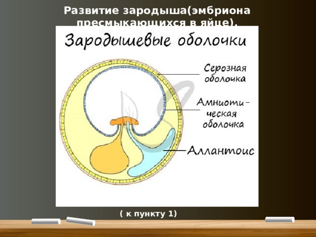 Развитие зародыша(эмбриона пресмыкающихся в яйце). ( к пункту 1) 