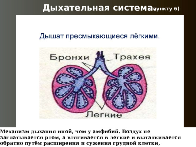 Дыхательная система. ( к пункту 6) Механизм дыхания иной, чем у амфибий. Воздух не заглатывается ртом, а втягивается в легкие и выталкивается обратно путём расширения и сужения грудной клетки, обусловленных движением ребер и межреберной мускулатуры 