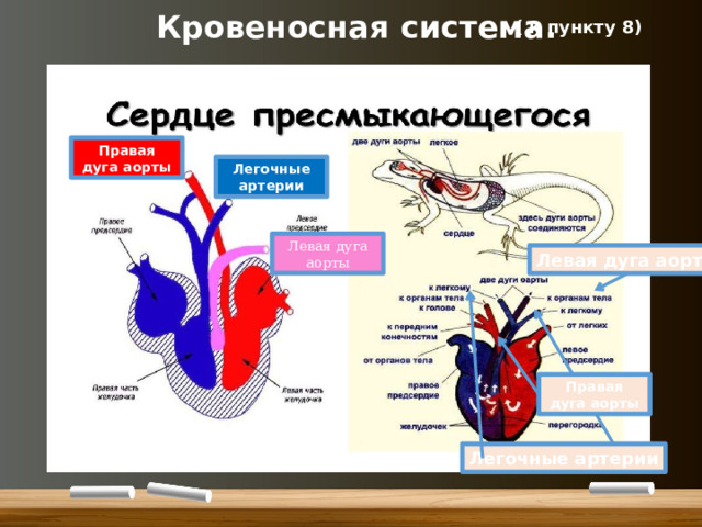 Кровеносная система. ( к пункту 8) Правая дуга аорты Легочные артерии Левая дуга аорты Левая дуга аорты Правая дуга аорты Легочные артерии 