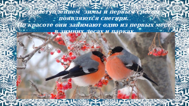 С наступлением зимы и первым снегом появляются снегири. По красоте они занимают одно из первых мест в зимних лесах и парках. 
