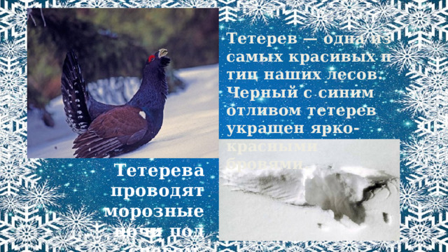 Тетерев — одна из самых красивых птиц наших лесов. Черный с синим отливом тетерев украшен ярко-красными бровями. Тетерева проводят морозные ночи под снегом. 