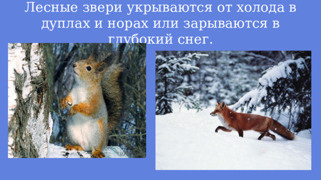 Лесные звери укрываются от холода в дуплах и норах или зарываются в глубокий снег. 