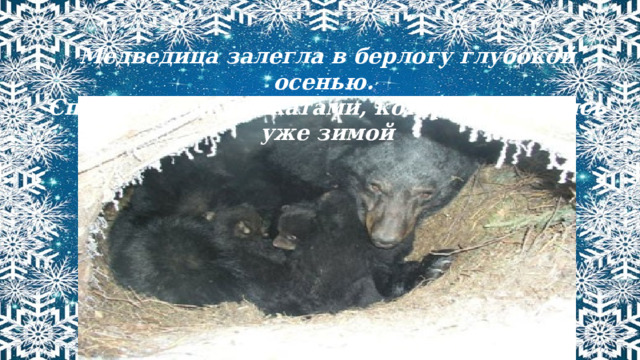 Медведица залегла в берлогу глубокой осенью. Спит она с медвежатами, которые родились уже зимой 