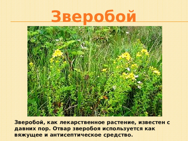 Зверобой Зверобой, как лекарственное растение, известен с давних пор. Отвар зверобоя используется как вяжущее и антисептическое средство. 
