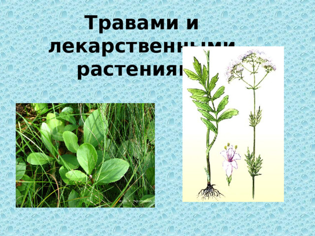 Травами и лекарственными растениями 