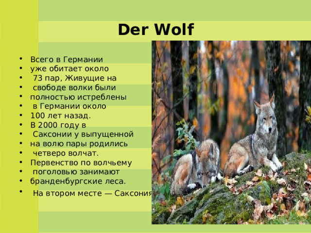 Der Wolf Всего в Германии уже обитает около  73 пар, Живущие на  свободе волки были полностью истреблены  в Германии около 100 лет назад. В 2000 году в  Саксонии у выпущенной на волю пары родились  четверо волчат.  Первенство по волчьему  поголовью занимают бранденбургские леса.  На втором месте — Саксония   