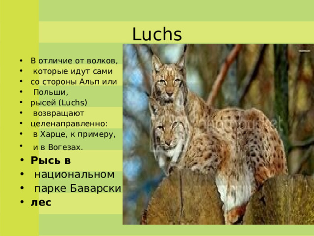Luchs В отличие от волков,  которые идут сами со стороны Альп или  Польши,  рысей (Luchs)  возвращают целенаправленно:  в Харце, к примеру,  и в Вогезах.  Рысь   в   национальном  парке Баварский  лес  