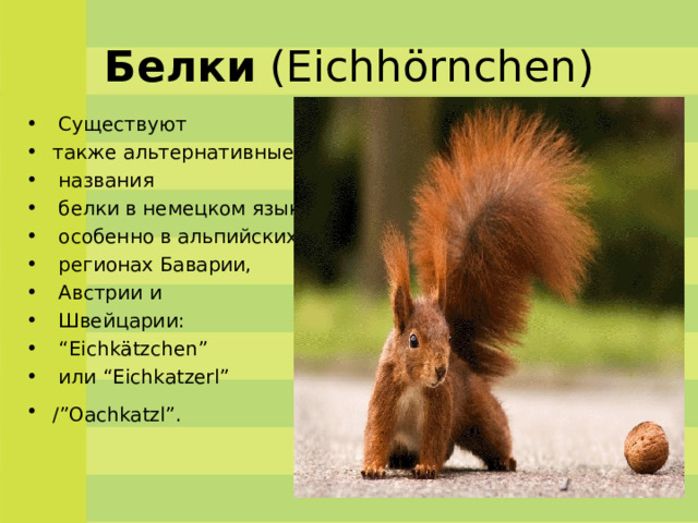 Белки  (Eichhörnchen )   Существуют также альтернативные  названи я   белки в немецком языке,  особенно в альпийских  регионах Баварии,  Австрии и  Швейцарии: “ Eichkätzchen”  или “Eichkatzerl” /”Oachkatzl”.  