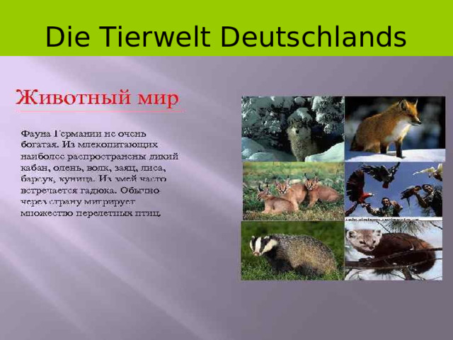 Die Tierwelt Deutschlands 