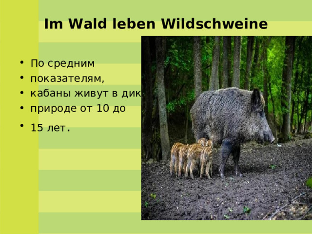 Im Wald leben Wildschweine   По средним показателям,  кабаны живут в дикой  природе от 10 до 15 лет . 