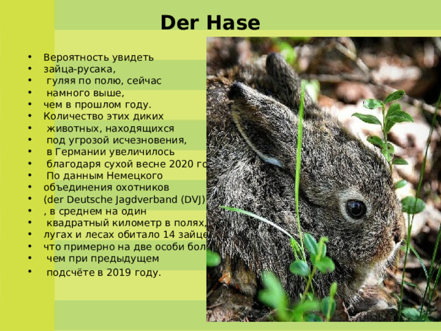 Der Hase   Вероятность увидеть  зайца-русака,  гуляя по полю, сейчас  намного выше, чем в прошлом году. Количество этих диких  животных, находящихся  под угрозой исчезновения,  в Германии увеличилось  благодаря сухой весне 2020 года.  По данным Немецкого  объединения охотников (der Deutsche Jagdverband (DVJ)) , в среднем на один  квадратный километр в полях, лугах и лесах обитало 14 зайцев, что примерно на две особи больше,  чем при предыдущем  подсчёте в 2019 году.  