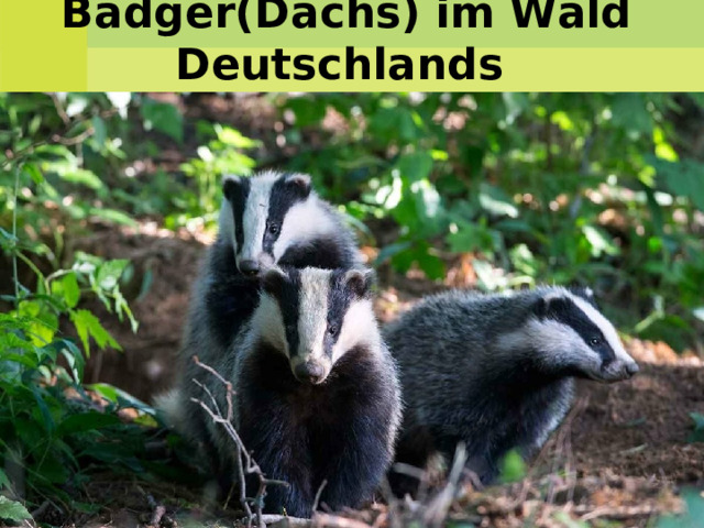 Badger(Dachs)   im Wald Deutschlands    