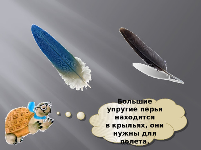 Большие упругие перья находятся в крыльях, они нужны для полета. 