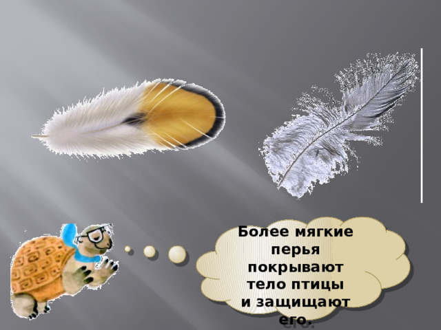  Более мягкие перья покрывают тело птицы и защищают его. 