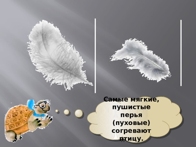 Самые мягкие, пушистые перья (пуховые) согревают птицу. 