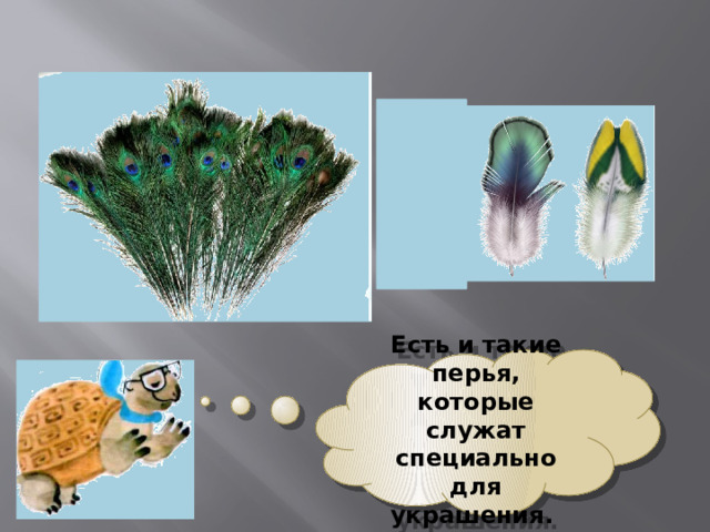  Есть и такие перья, которые служат специально для украшения. 