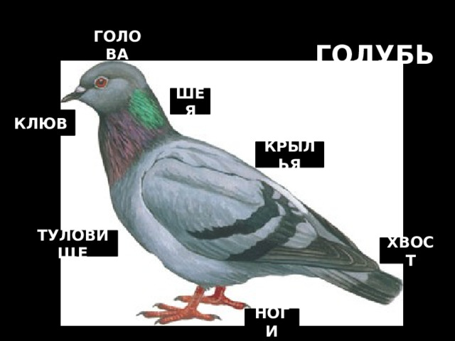 ГОЛУБЬ ГОЛОВА ШЕЯ КЛЮВ КРЫЛЬЯ ТУЛОВИЩЕ ХВОСТ НОГИ 