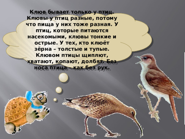 Клюв бывает только у птиц. Клювы у птиц разные, потому что пища у них тоже разная. У птиц, которые питаются насекомыми, клювы тонкие и острые. У тех, кто клюёт зёрна – толстые и тупые. Клювом птицы щиплют, хватают, копают, долбят. Без носа птица – как без рук. 