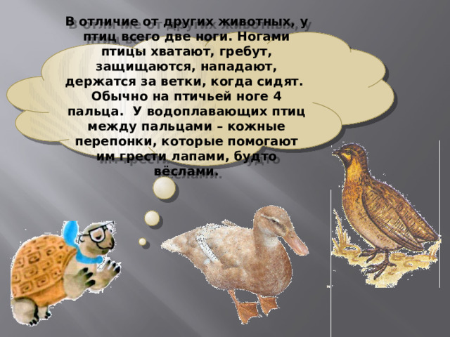 В отличие от других животных, у птиц всего две ноги. Ногами птицы хватают, гребут, защищаются, нападают, держатся за ветки, когда сидят. Обычно на птичьей ноге 4 пальца. У водоплавающих птиц между пальцами – кожные перепонки, которые помогают им грести лапами, будто вёслами. 