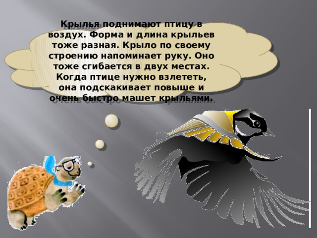 Крылья поднимают птицу в воздух. Форма и длина крыльев тоже разная. Крыло по своему строению напоминает руку. Оно тоже сгибается в двух местах. Когда птице нужно взлететь, она подскакивает повыше и очень быстро машет крыльями. 