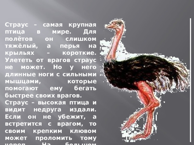 Страус – самая крупная птица в мире. Для полётов он слишком тяжёлый, а перья на крыльях – короткие. Улететь от врагов страус не может. Но у него длинные ноги с сильными мышцами, которые помогают ему бегать быстрее своих врагов. Страус – высокая птица и видит недруга издали. Если он не убежит, а встретится с врагом, то своим крепким клювом может проломить тому череп. На большом пальце у страуса есть опасный коготь, которым он может забить нападающего до смерти. 